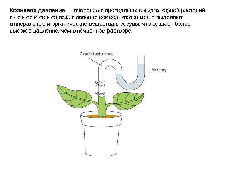 Вода необходима клеткам корня. Опыт корневого давления растений. Корневое давление схема. Корневое давление осмос.