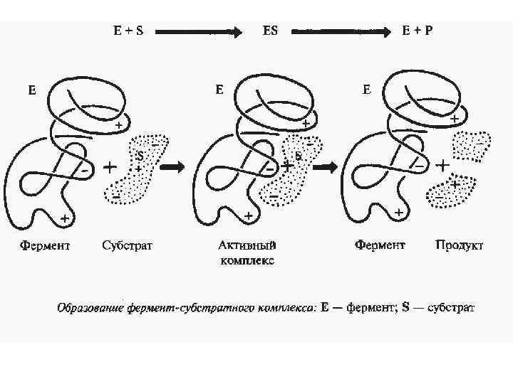 Наличие ферментов в клетках