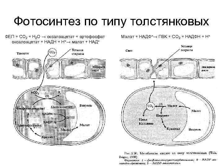 Фотосинтез по типу толстянковых ФЕП + СО 2 + Н 2 О → оксалоацетат