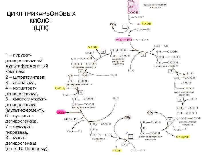 ЦИКЛ ТРИКАРБОНОВЫХ КИСЛОТ (ЦТК) 1 – пируватдегидрогеназный мультиферментный комплекс 2 – цитратсинтаза, 3 –