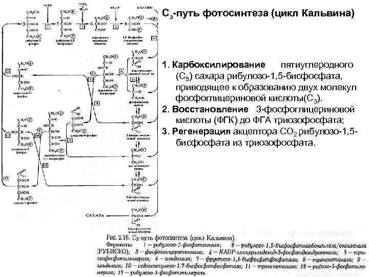 Энергетический обмен фотосинтез тест вариант 2. Цикл Кальвина с3 путь. С3 путь фотосинтеза цикл Кальвина кратко. С3 фотосинтез цикл Кальвина. Цикл Кальвина карбоксилирование.