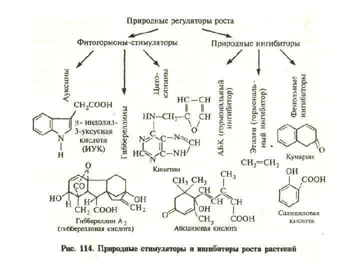 Регуляторы роста и развития растений презентация