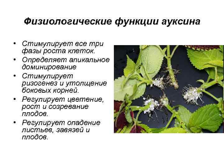 Физиологические функции ауксина • Стимулирует все три фазы роста клеток. • Определяет апикальное доминирование