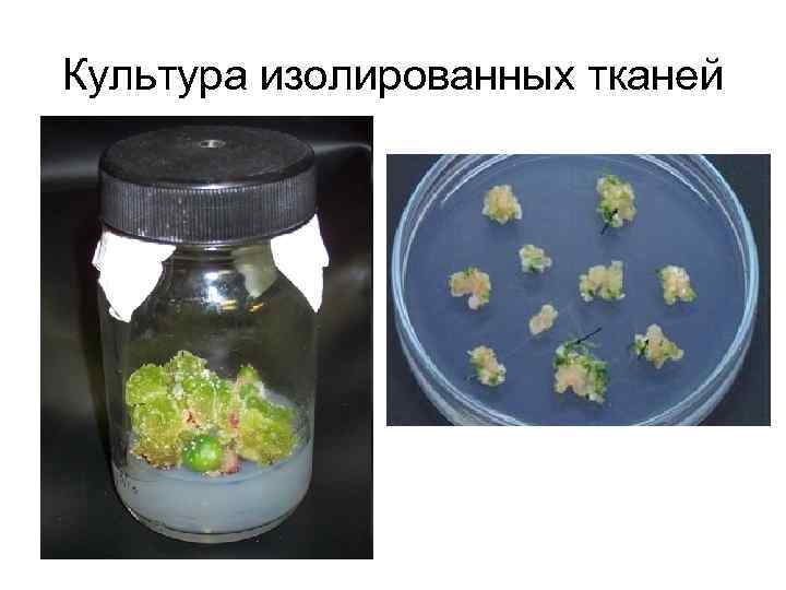 Культура изолированных тканей 