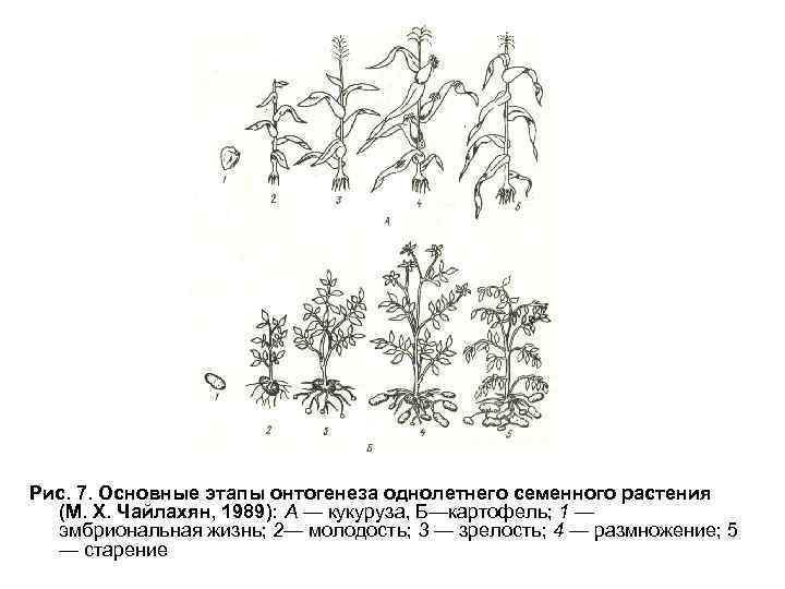 Что такое онтогенез овощного растения