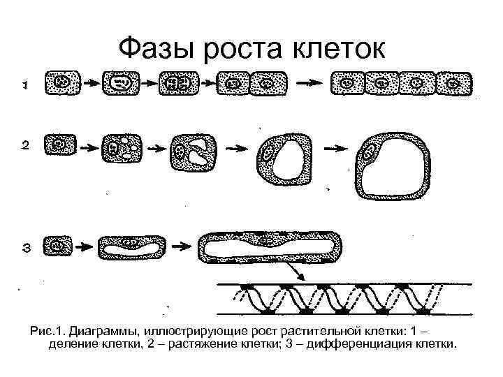 Фазы роста клеток Рис. 1. Диаграммы, иллюстрирующие рост растительной клетки: 1 – деление клетки,