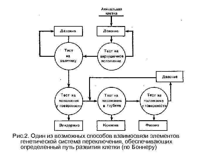 Рис. 2. Один из возможных способов взаимосвязи элементов генетической система переключения, обеспечивающих определенный путь