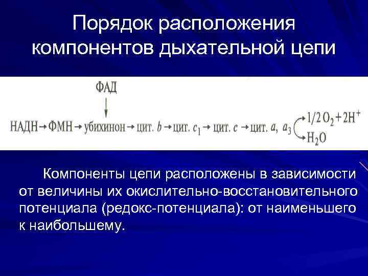 Порядок расположения компонентов дыхательной цепи Компоненты цепи расположены в зависимости от величины их окислительно-восстановительного