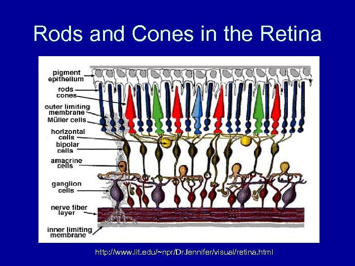 Rods and Cones in the Retina http: //www. iit. edu/~npr/Dr. Jennifer/visual/retina. html 
