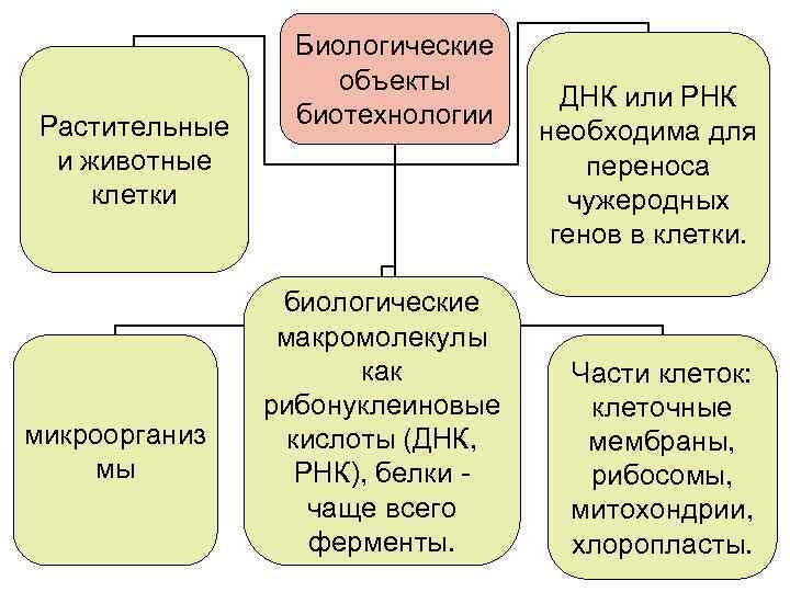 Растительные и животные клетки микроорганиз мы Биологические объекты биотехнологии биологические макромолекулы как рибонуклеиновые кислоты