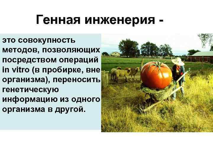 Генная инженерия это совокупность методов, позволяющих посредством операций in vitro (в пробирке, вне организма),