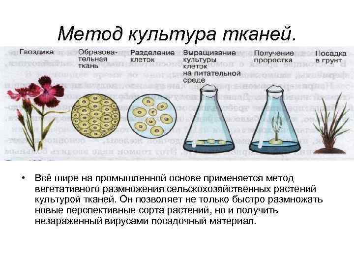 Метод культура тканей. • Всё шире на промышленной основе применяется метод вегетативного размножения сельскохозяйственных