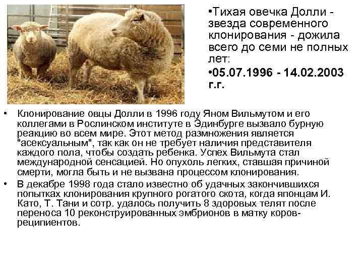  • Тихая овечка Долли - звезда современного клонирования - дожила всего до семи