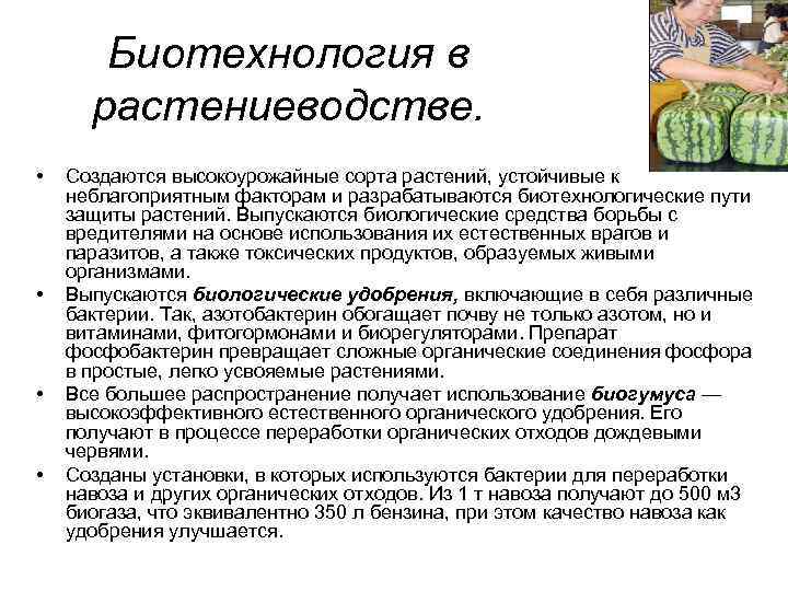 Биотехнология в растениеводстве. • • Создаются высокоурожайные сорта растений, устойчивые к неблагоприятным факторам и