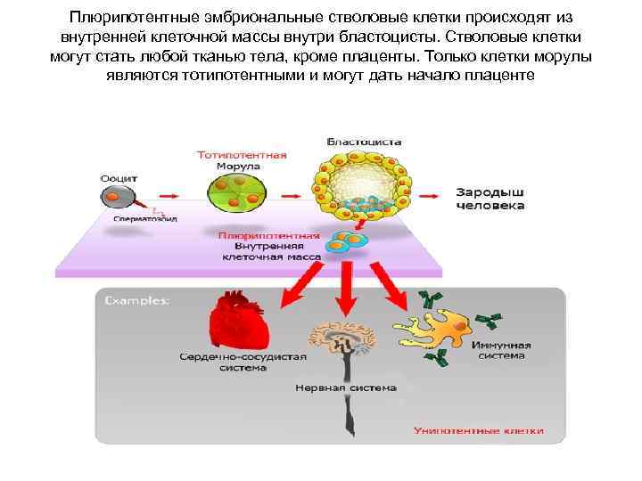 Плюрипотентные эмбриональные стволовые клетки происходят из внутренней клеточной массы внутри бластоцисты. Стволовые клетки могут