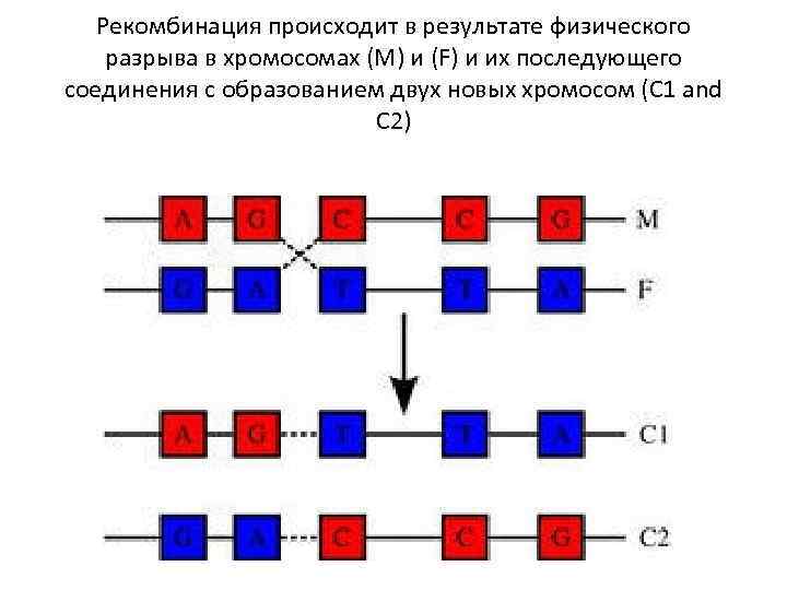 Рекомбинация происходит в результате физического разрыва в хромосомах (М) и (F) и их последующего