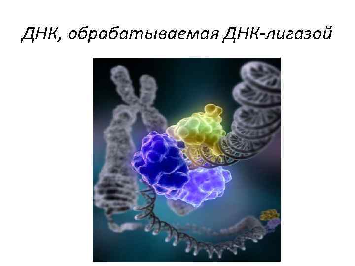 ДНК, обрабатываемая ДНК-лигазой 