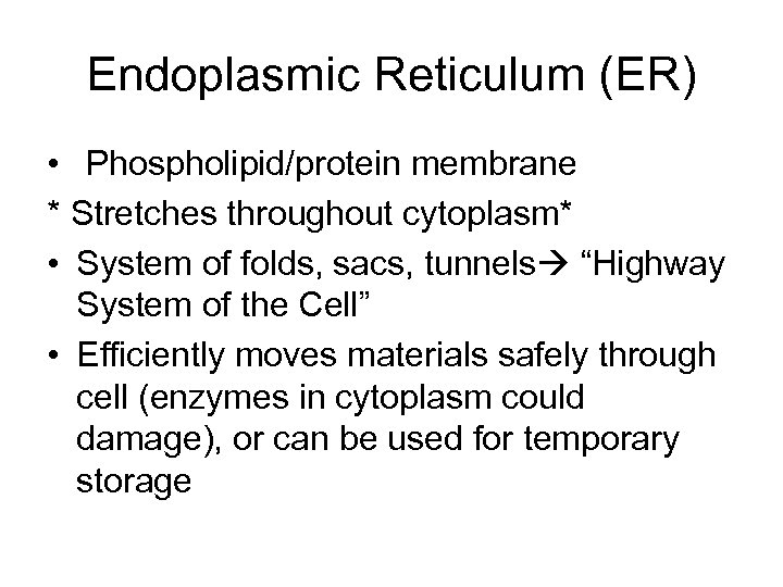 Endoplasmic Reticulum (ER) • Phospholipid/protein membrane * Stretches throughout cytoplasm* • System of folds,
