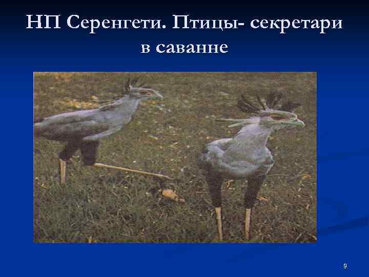 НП Серенгети. Птицы- секретари в саванне 9 