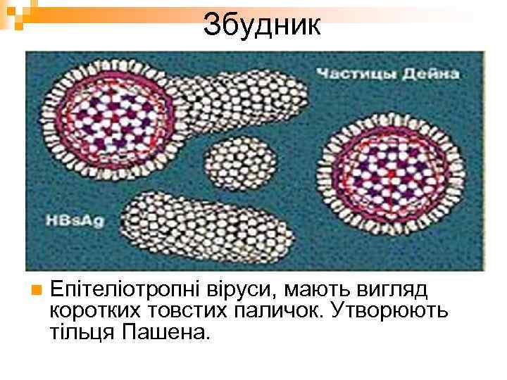 Збудник n Епітеліотропні віруси, мають вигляд коротких товстих паличок. Утворюють тільця Пашена. 