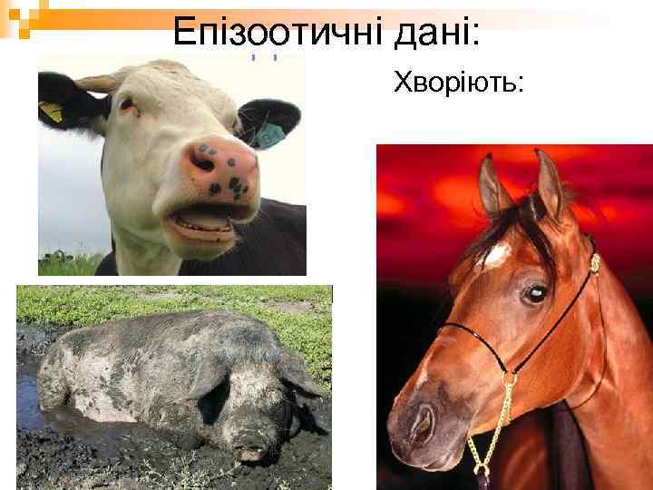Епізоотичні дані: n Хворіють: 