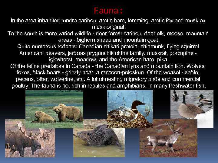 Fauna: In the area inhabited tundra caribou, arctic hare, lemming, arctic fox and musk