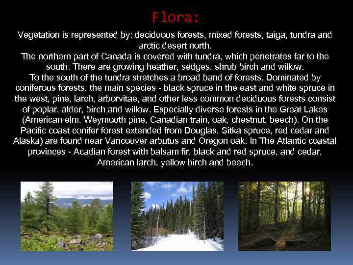 Flora: Vegetation is represented by: deciduous forests, mixed forests, taiga, tundra and arctic desert