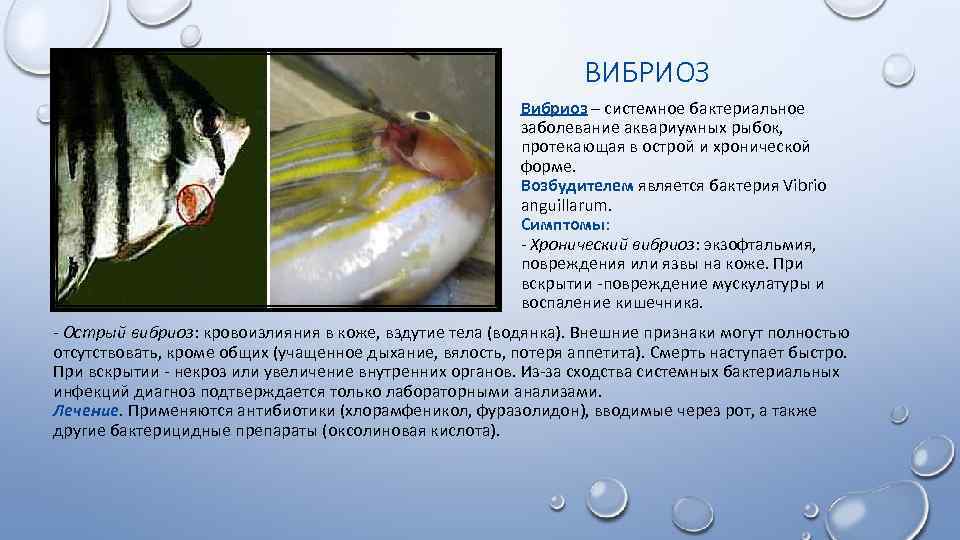 ВИБРИОЗ Вибриоз – системное бактериальное заболевание аквариумных рыбок, протекающая в острой и хронической форме.