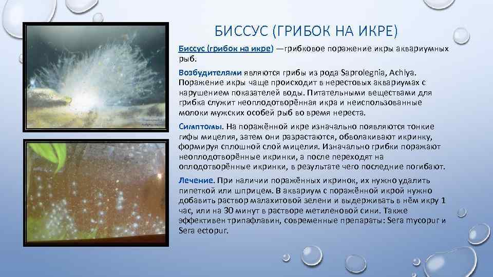 БИССУС (ГРИБОК НА ИКРЕ) Биссус (грибок на икре) —грибковое поражение икры аквариумных рыб. Возбудителями