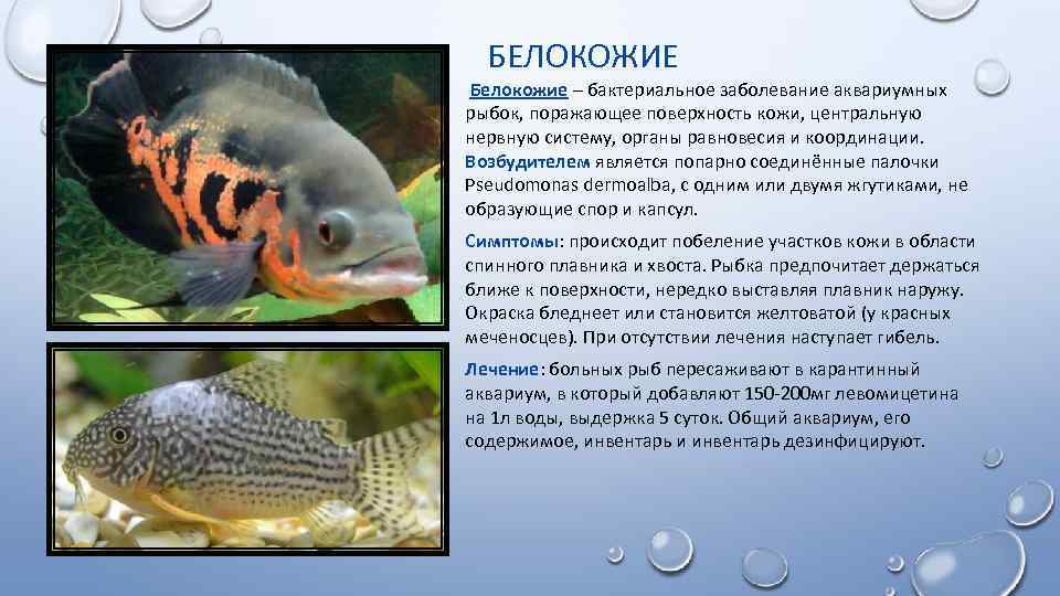 Заболевание аквариумных рыбок фото и описание