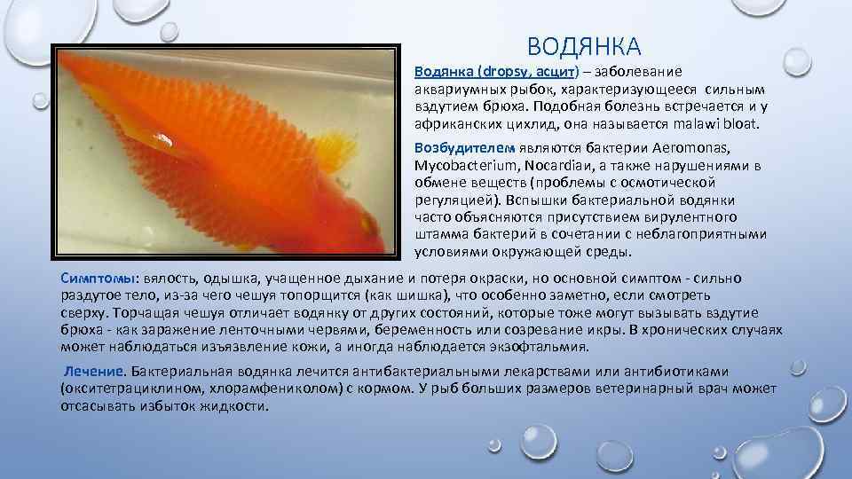 Болезни рыбок аквариумных фото и описание лечение