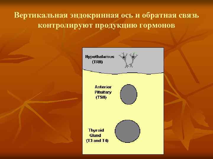 Вертикальная эндокринная ось и обратная связь контролируют продукцию гормонов 