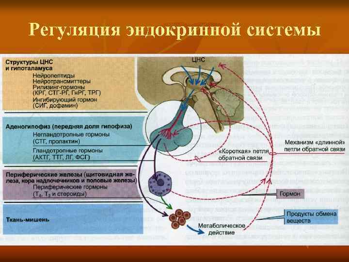 Регуляция эндокринной системы 