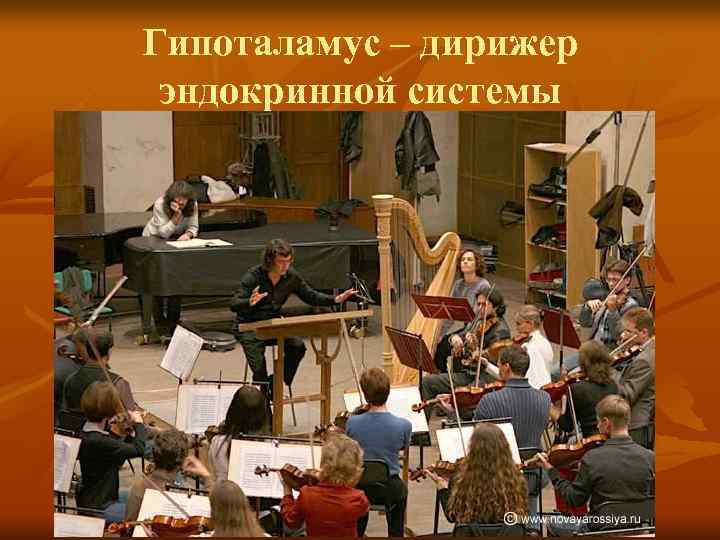 Гипоталамус – дирижер эндокринной системы 