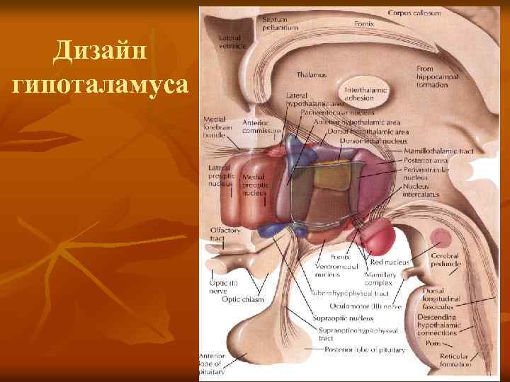 Дизайн гипоталамуса 