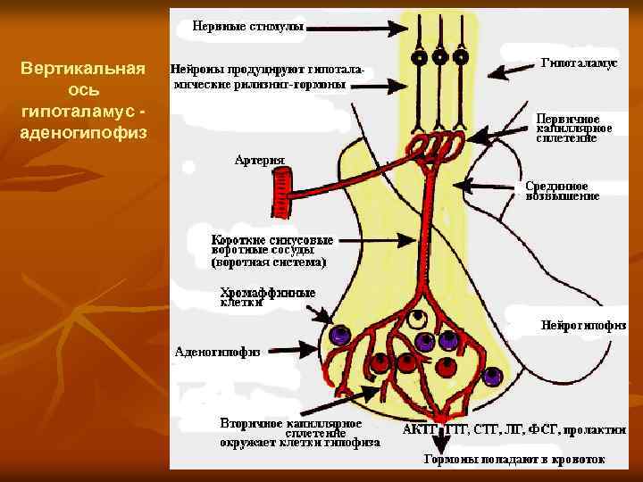 Вертикальная ось гипоталамус аденогипофиз 