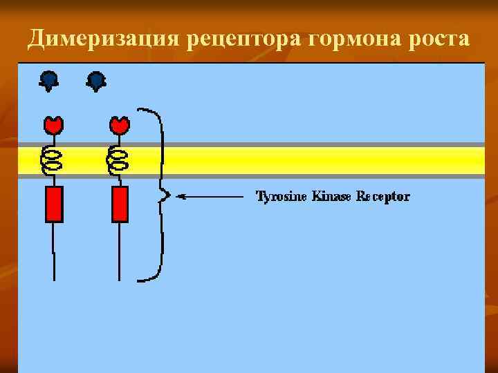 Димеризация рецептора гормона роста 