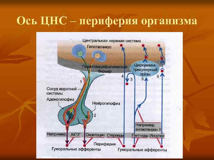 Ось ЦНС – периферия организма 
