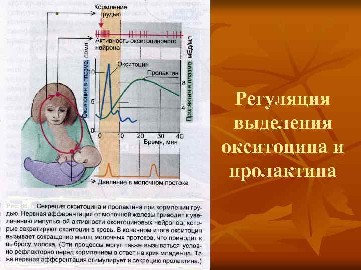 Регуляция выделения окситоцина и пролактина 