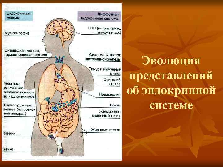 Эволюция представлений об эндокринной системе 