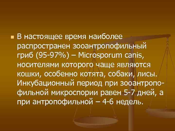 n В настоящее время наиболее распространен зооантропофильный гриб (95 -97%) – Microsporum canis, носителями