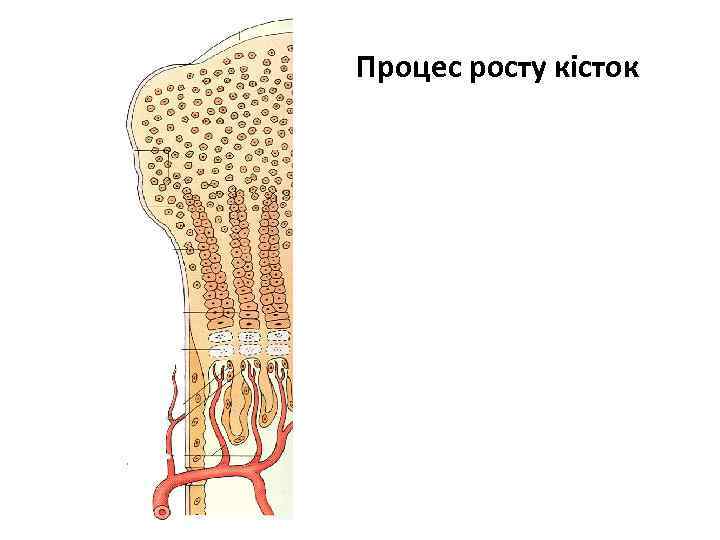 Процес росту кісток 
