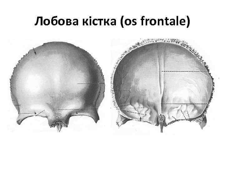 Лобова кістка (os frontale) 