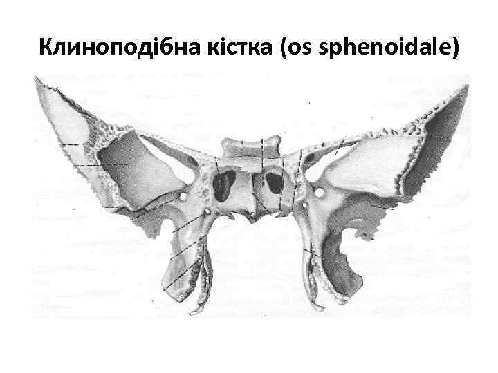 Клиноподібна кістка (os sphenoidale) 