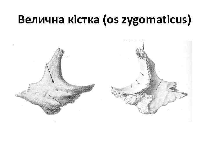 Велична кістка (os zygomaticus) 