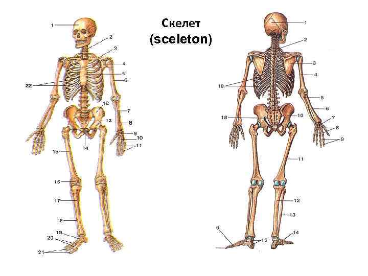 Скелет (sceleton) 
