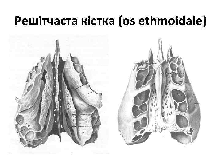 Решітчаста кістка (os ethmoidale) 