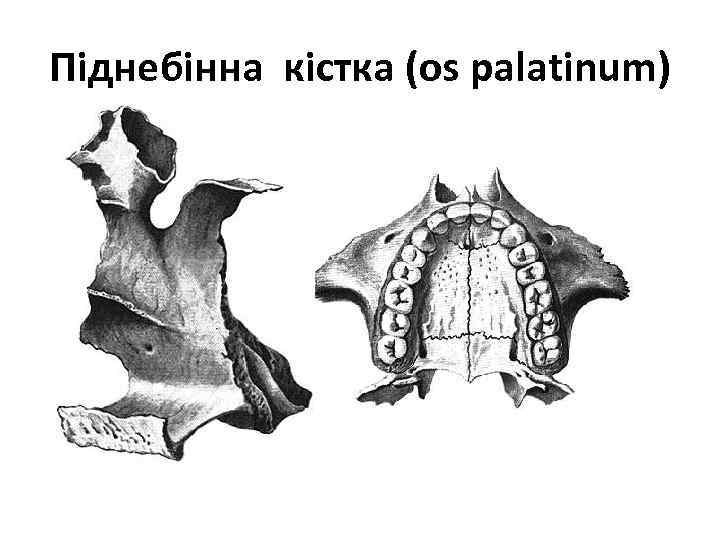 Піднебінна кістка (os palatinum) 
