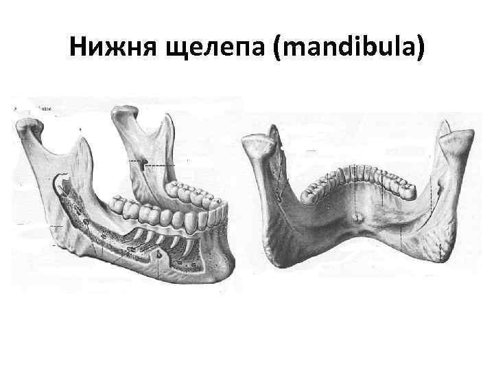 Нижня щелепа (mandibula) 