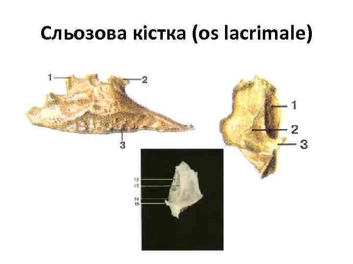 Сльозова кістка (os lacrimale) 